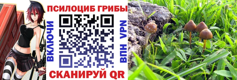 Псилоцибиновые грибы Psilocybe  где купить   Суровикино 